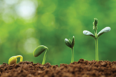 Plants