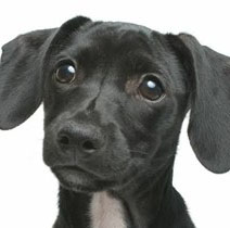 Photo of Joker Von Snout